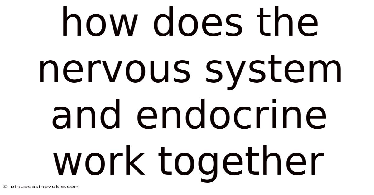 How Does The Nervous System And Endocrine Work Together