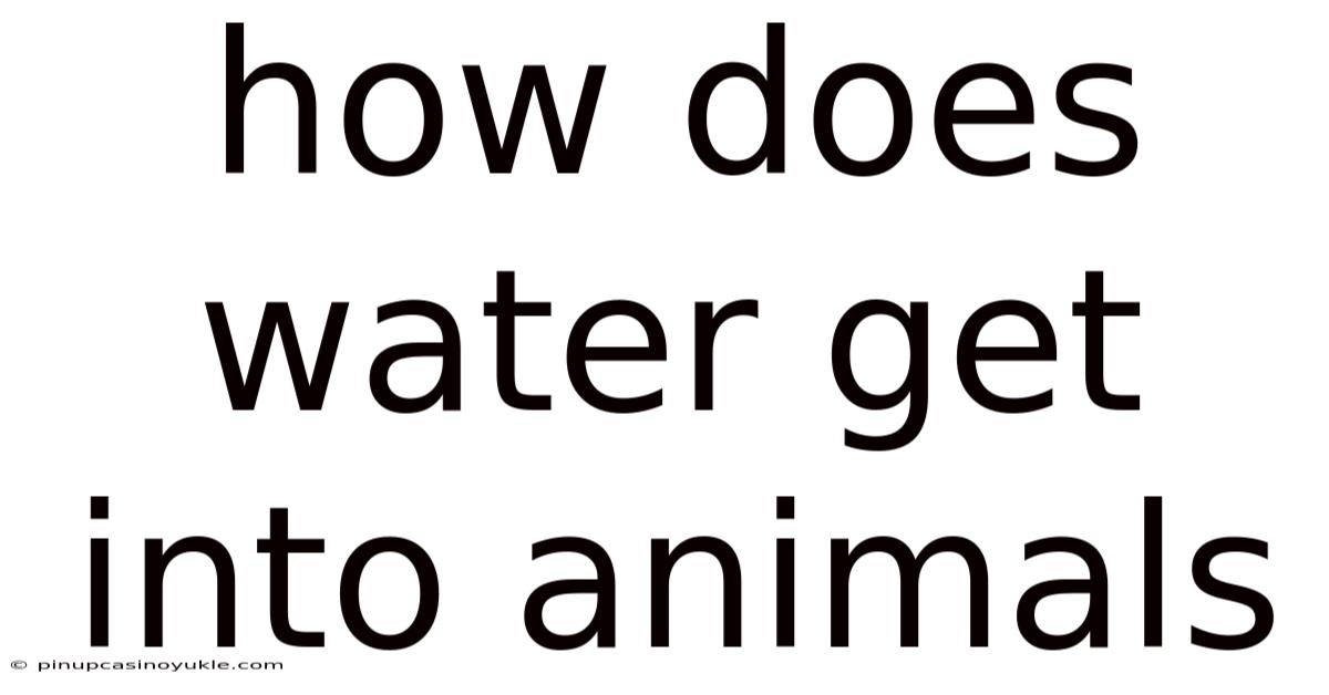How Does Water Get Into Animals