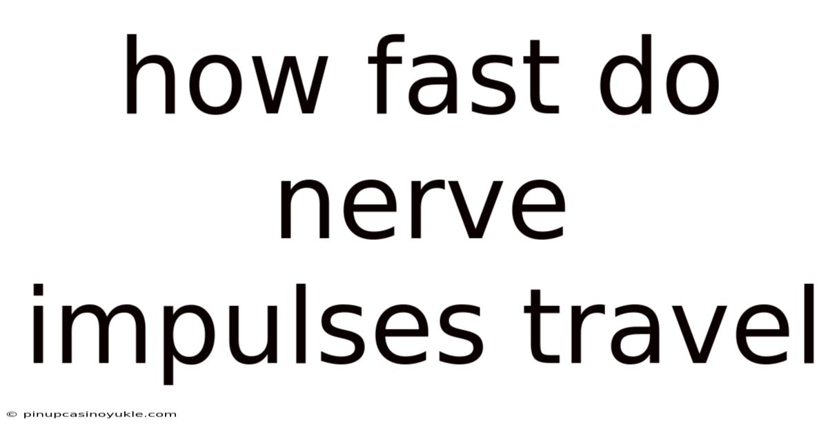 How Fast Do Nerve Impulses Travel