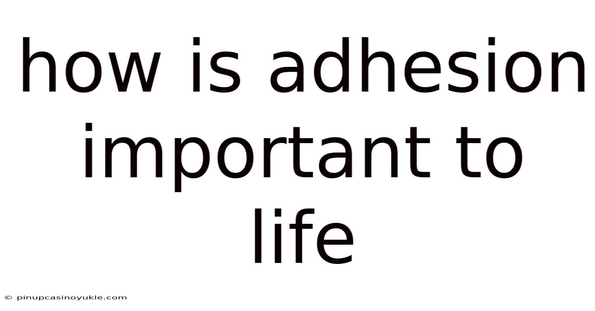 How Is Adhesion Important To Life