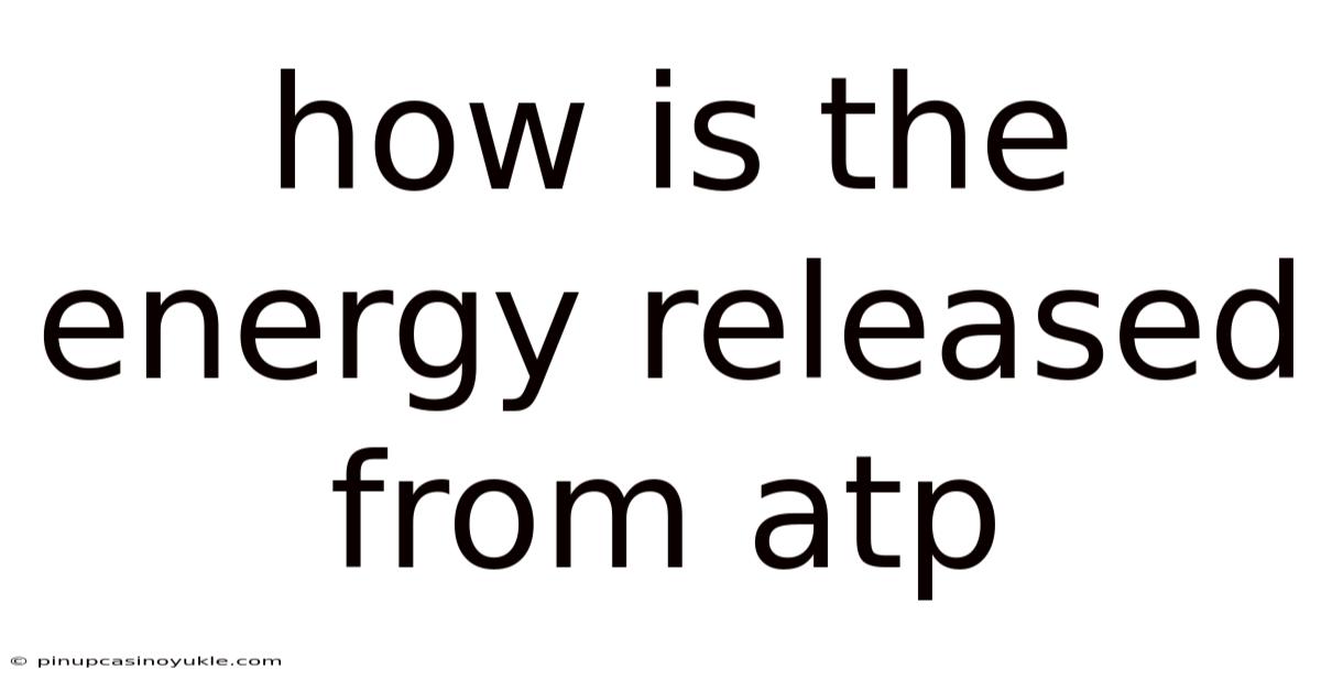 How Is The Energy Released From Atp