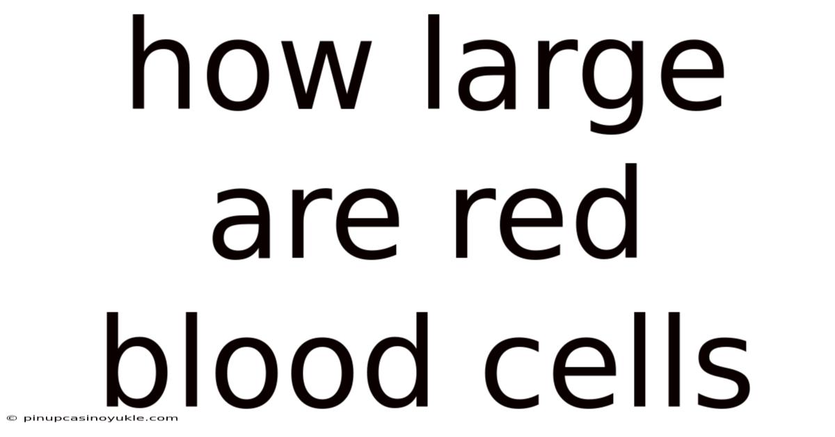 How Large Are Red Blood Cells