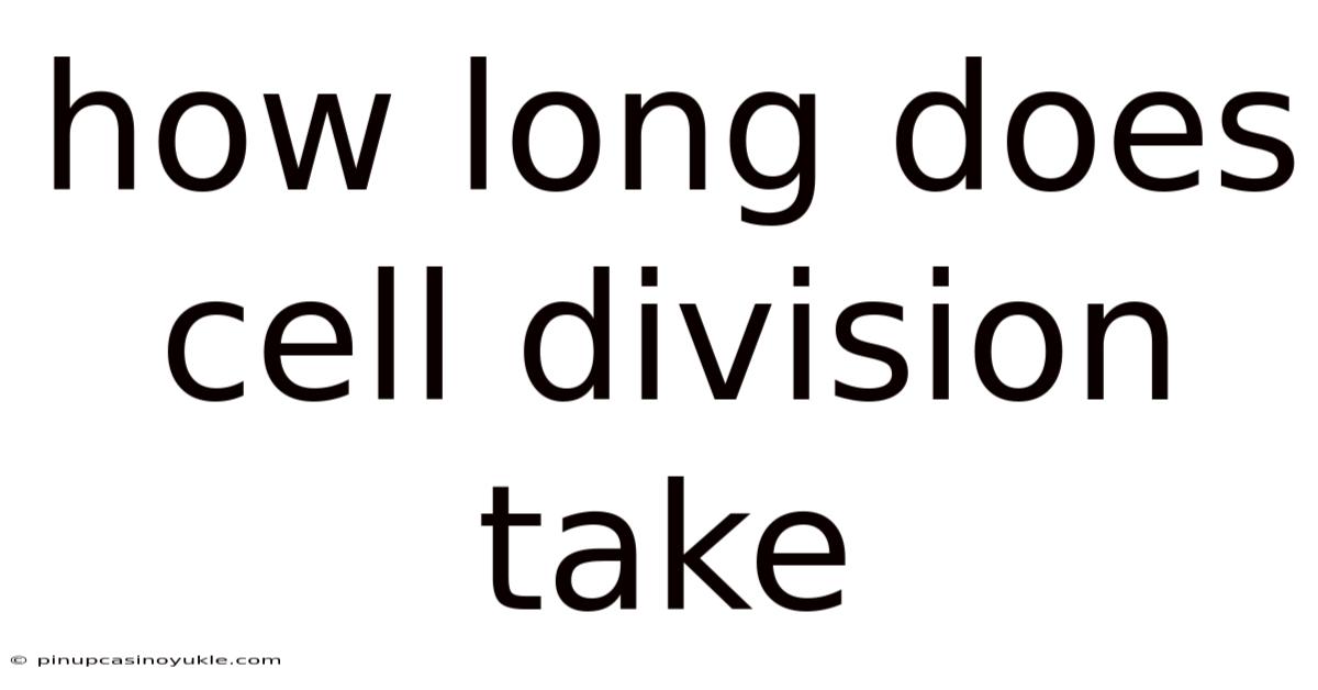 How Long Does Cell Division Take