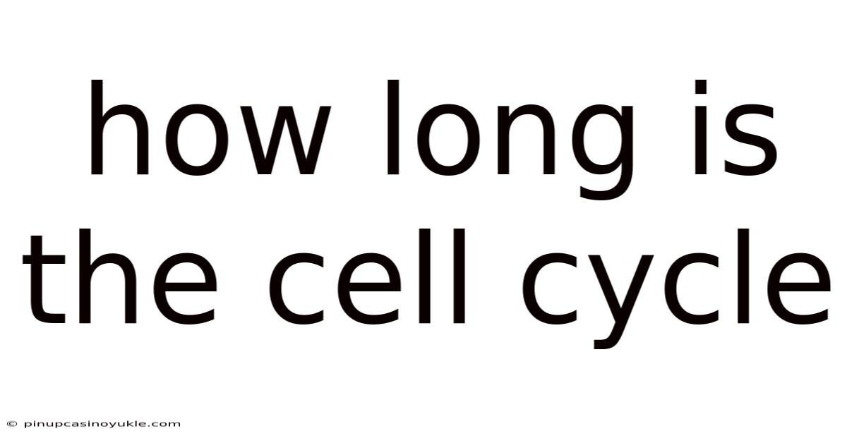 How Long Is The Cell Cycle