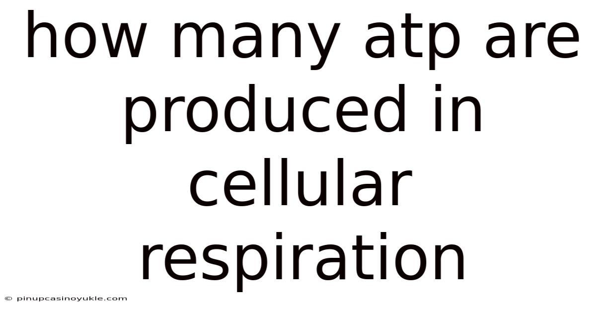 How Many Atp Are Produced In Cellular Respiration