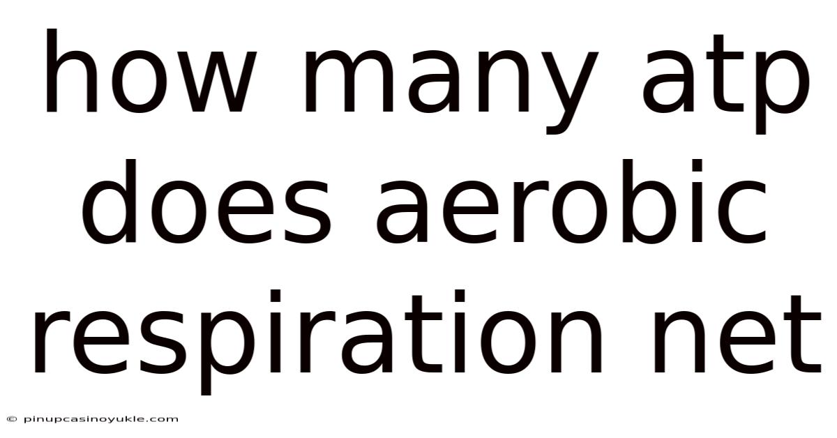 How Many Atp Does Aerobic Respiration Net