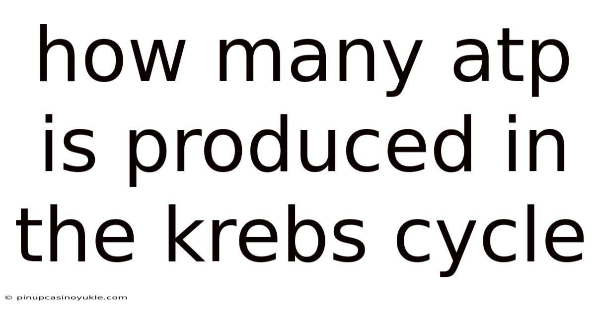 How Many Atp Is Produced In The Krebs Cycle