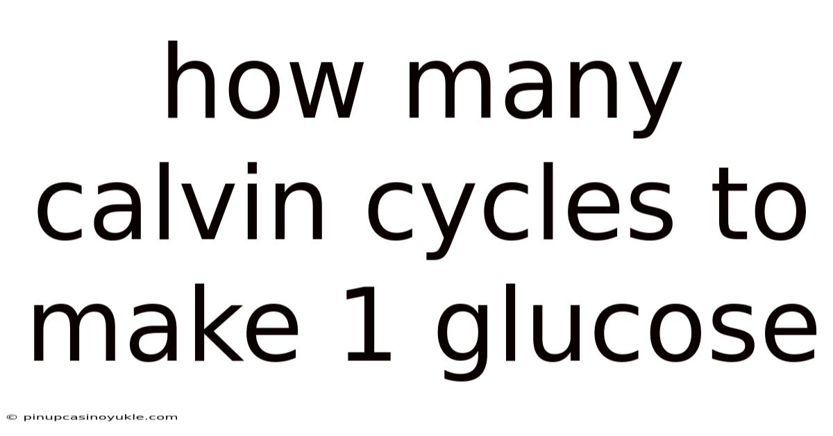 How Many Calvin Cycles To Make 1 Glucose