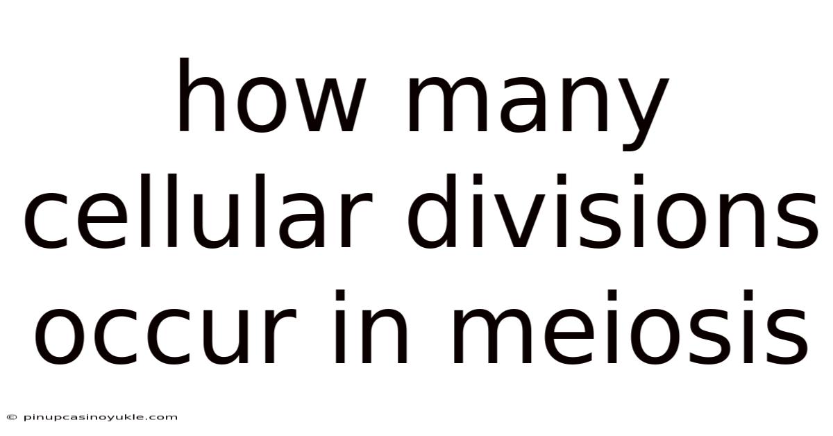 How Many Cellular Divisions Occur In Meiosis