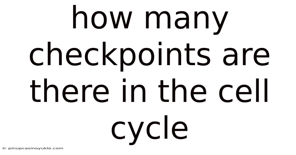 How Many Checkpoints Are There In The Cell Cycle