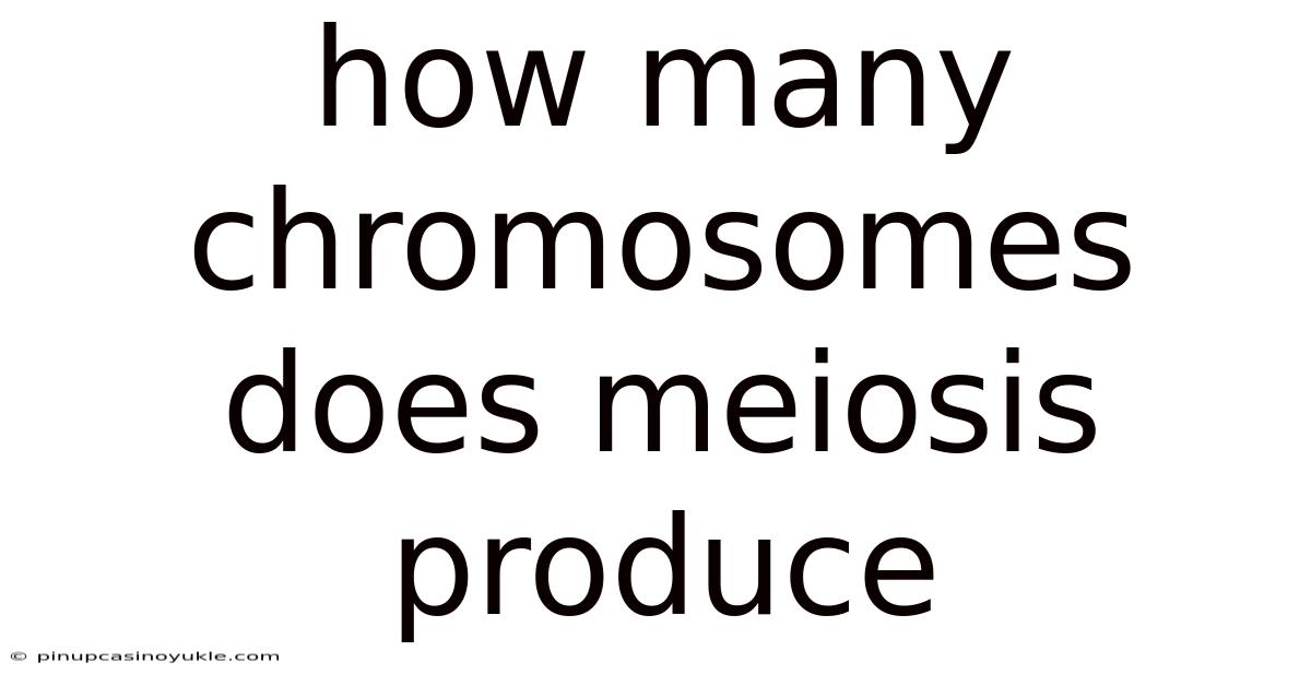 How Many Chromosomes Does Meiosis Produce