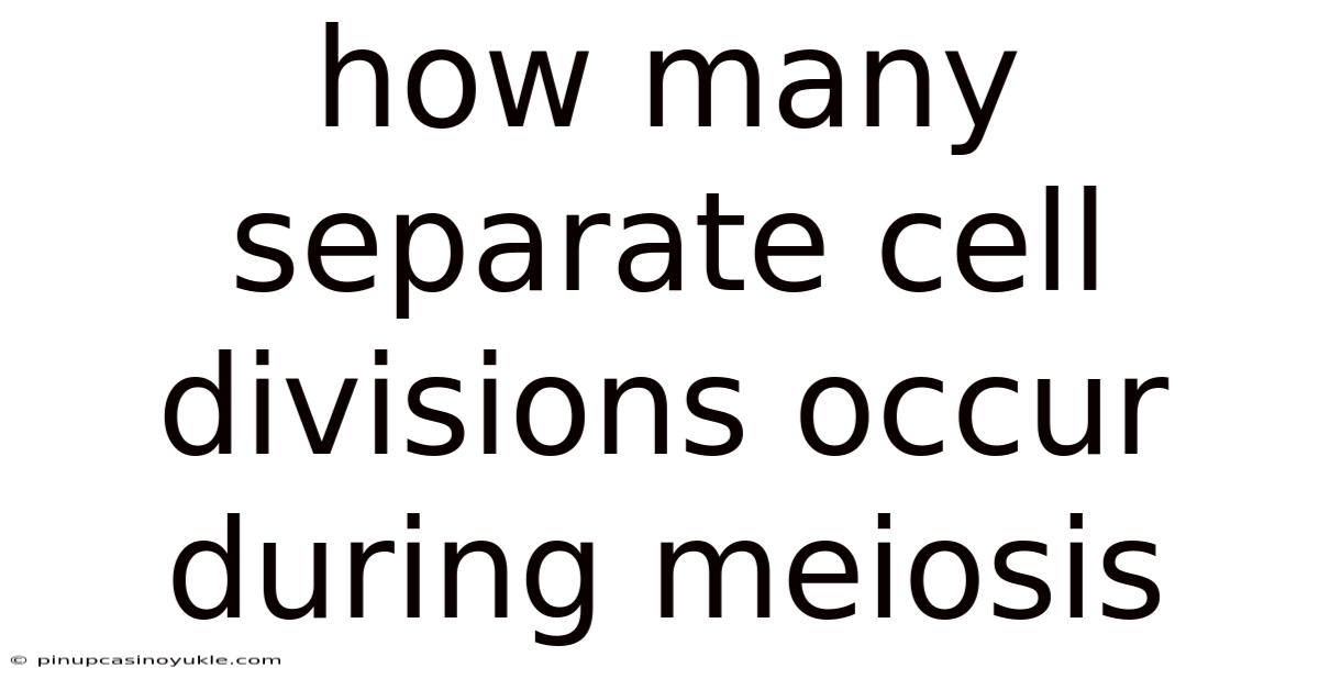 How Many Separate Cell Divisions Occur During Meiosis