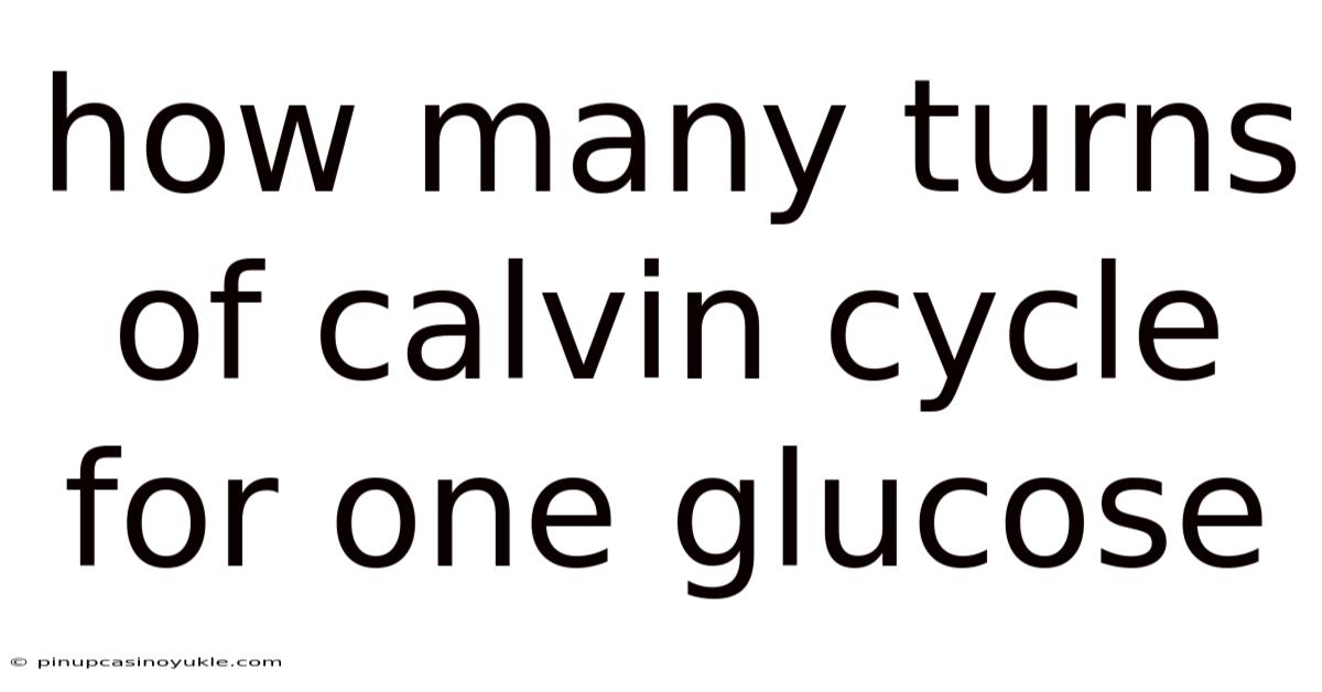 How Many Turns Of Calvin Cycle For One Glucose