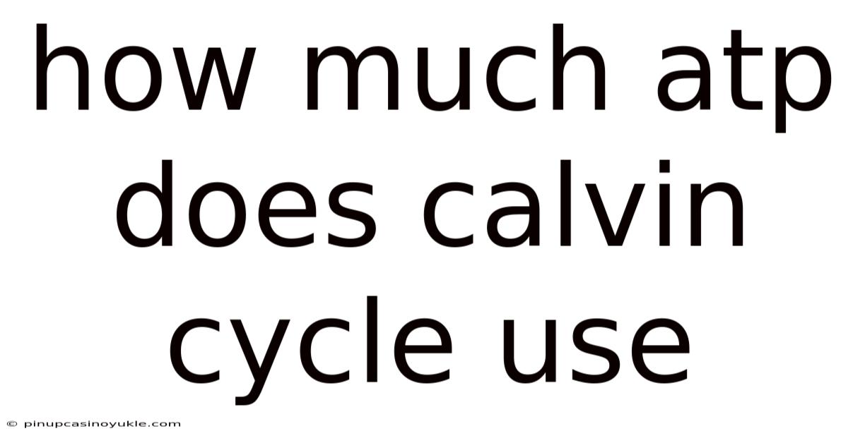 How Much Atp Does Calvin Cycle Use