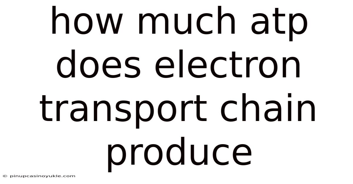 How Much Atp Does Electron Transport Chain Produce
