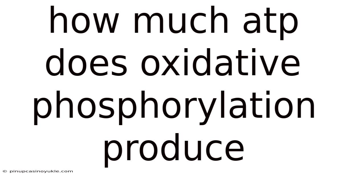 How Much Atp Does Oxidative Phosphorylation Produce