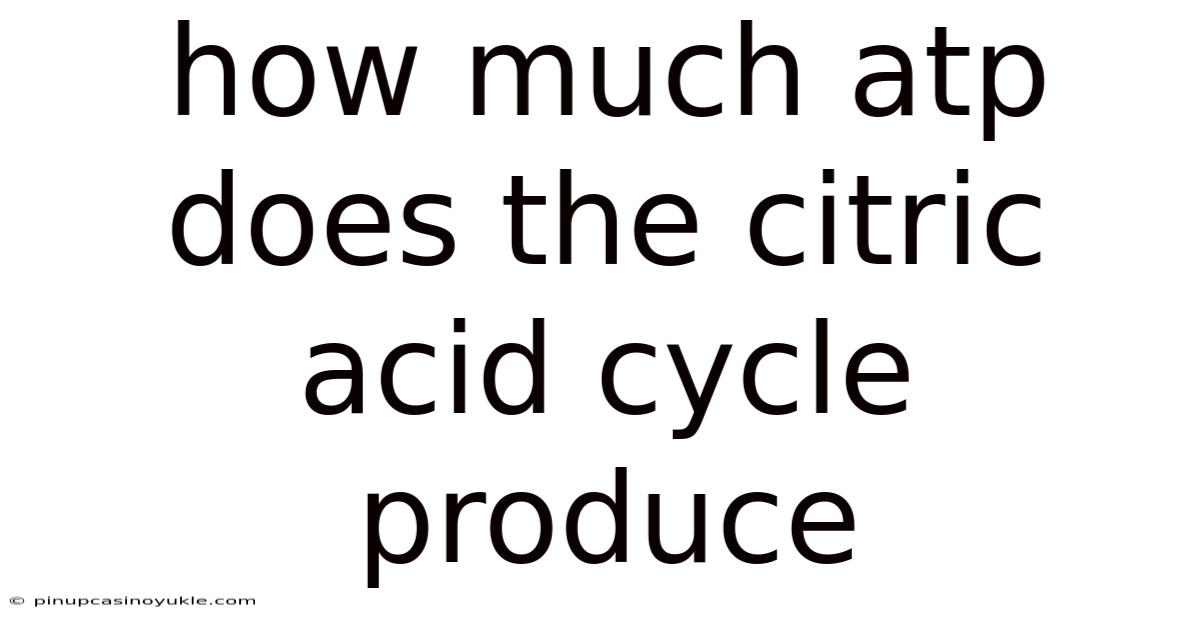 How Much Atp Does The Citric Acid Cycle Produce