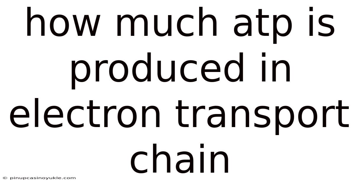 How Much Atp Is Produced In Electron Transport Chain