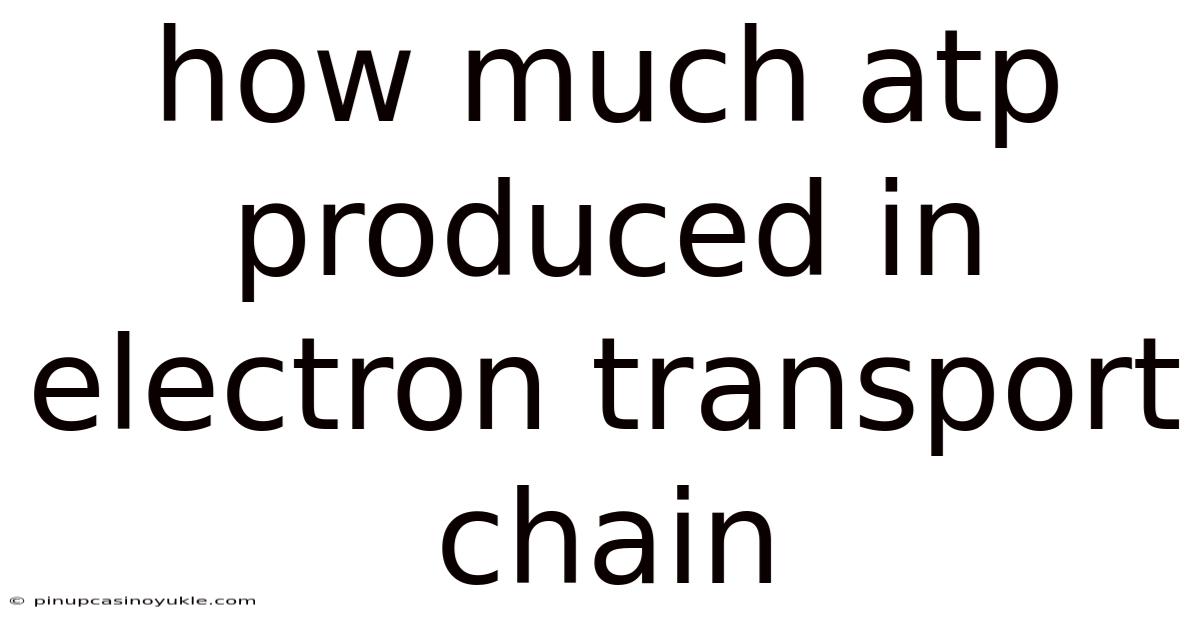 How Much Atp Produced In Electron Transport Chain
