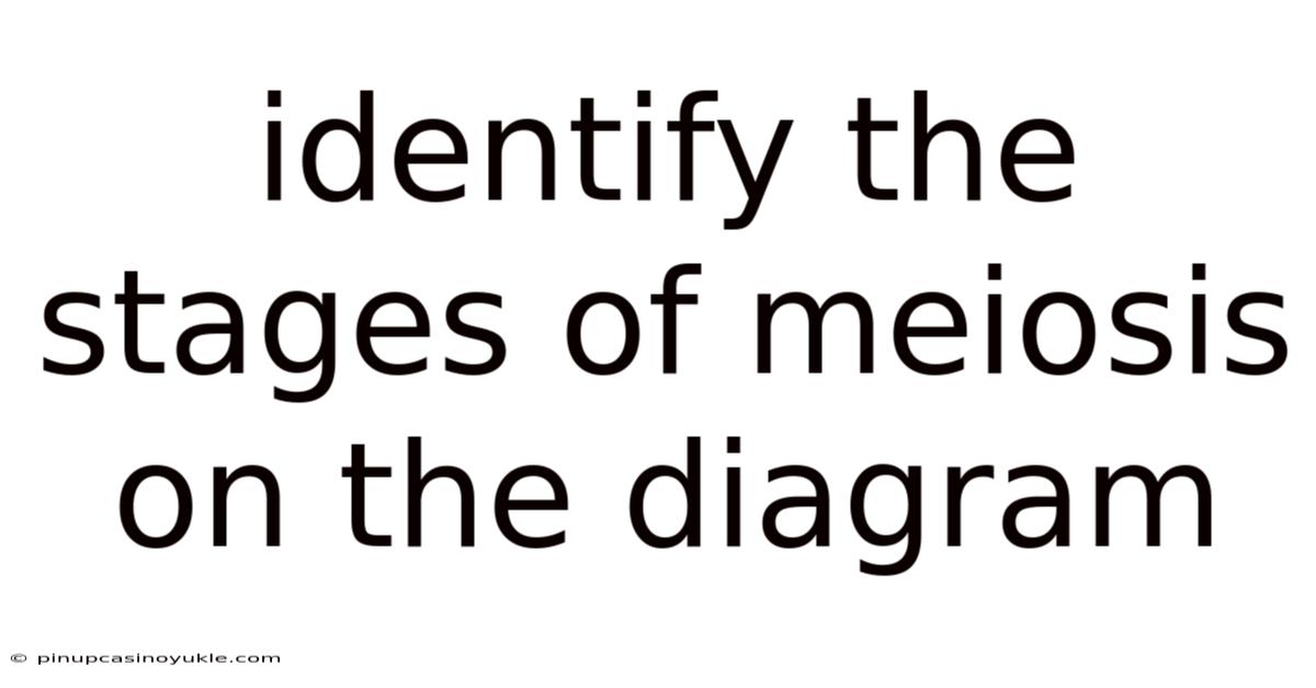 Identify The Stages Of Meiosis On The Diagram