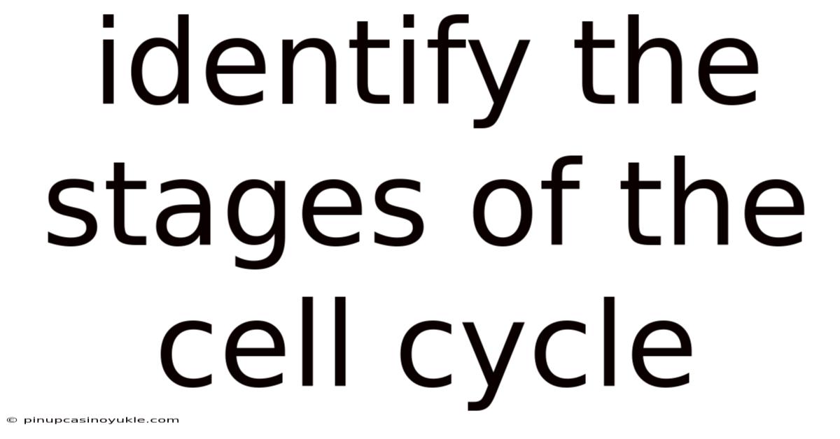 Identify The Stages Of The Cell Cycle