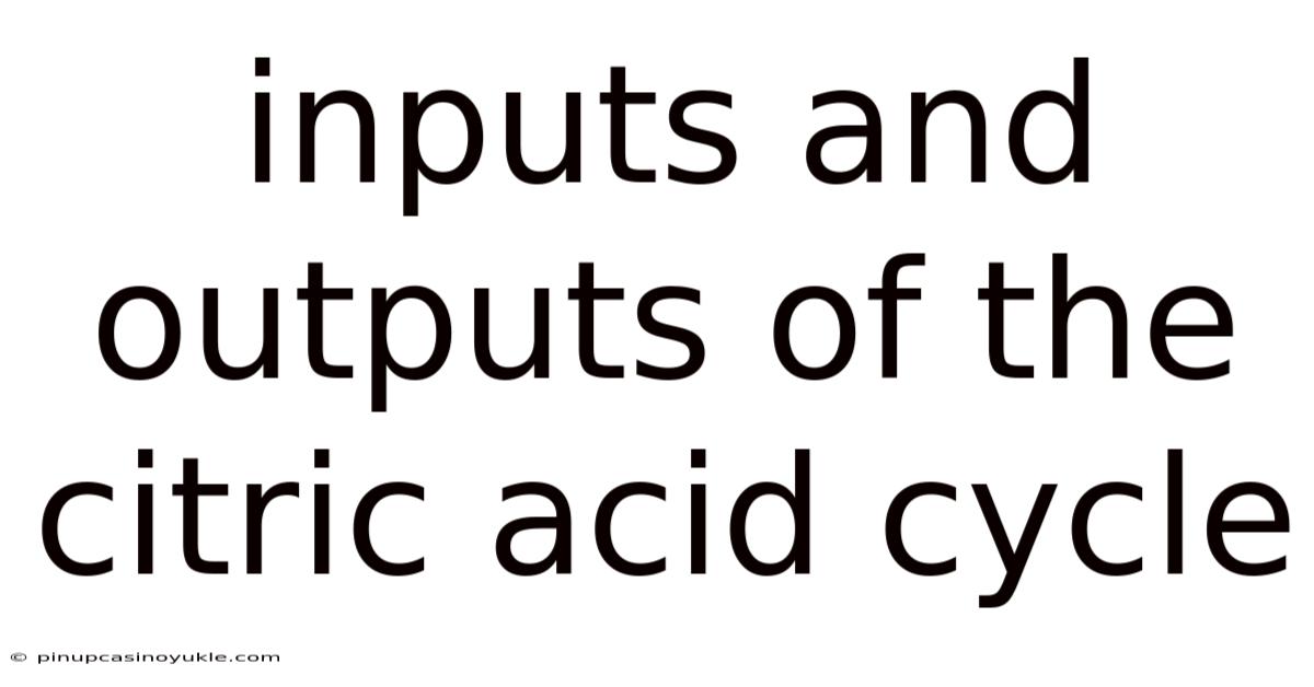 Inputs And Outputs Of The Citric Acid Cycle
