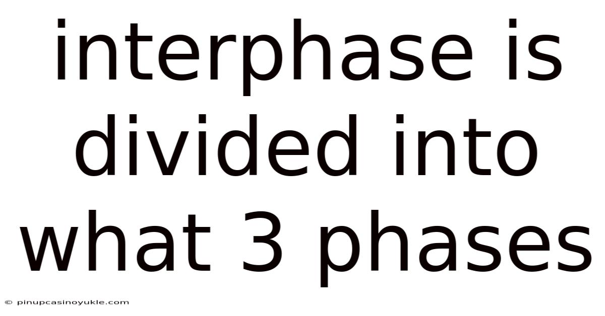 Interphase Is Divided Into What 3 Phases