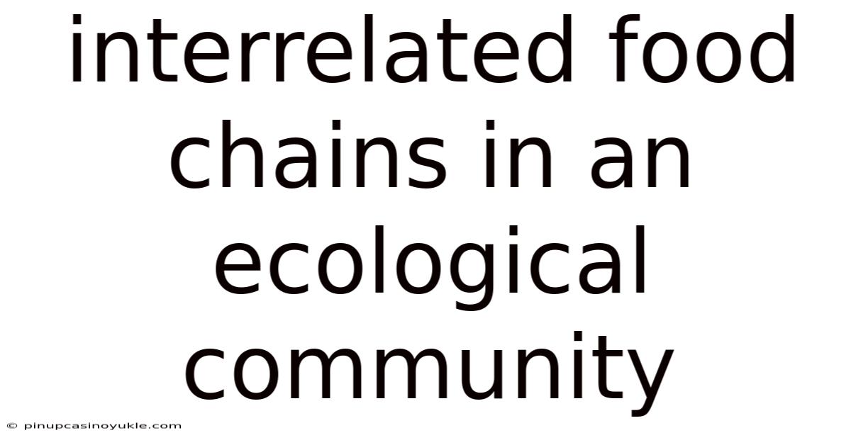 Interrelated Food Chains In An Ecological Community
