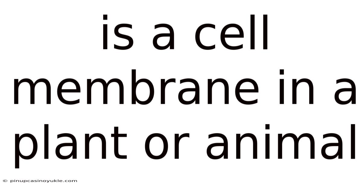 Is A Cell Membrane In A Plant Or Animal