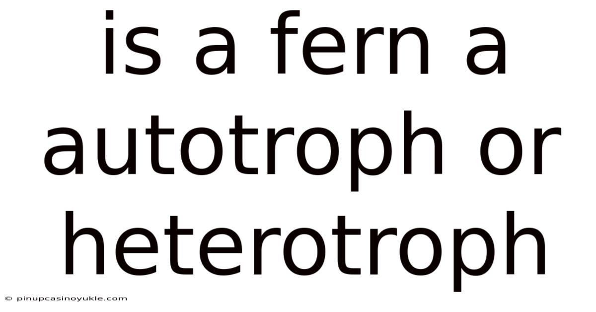 Is A Fern A Autotroph Or Heterotroph