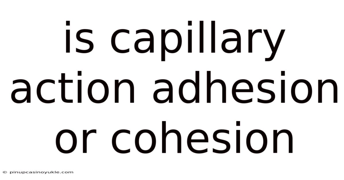 Is Capillary Action Adhesion Or Cohesion