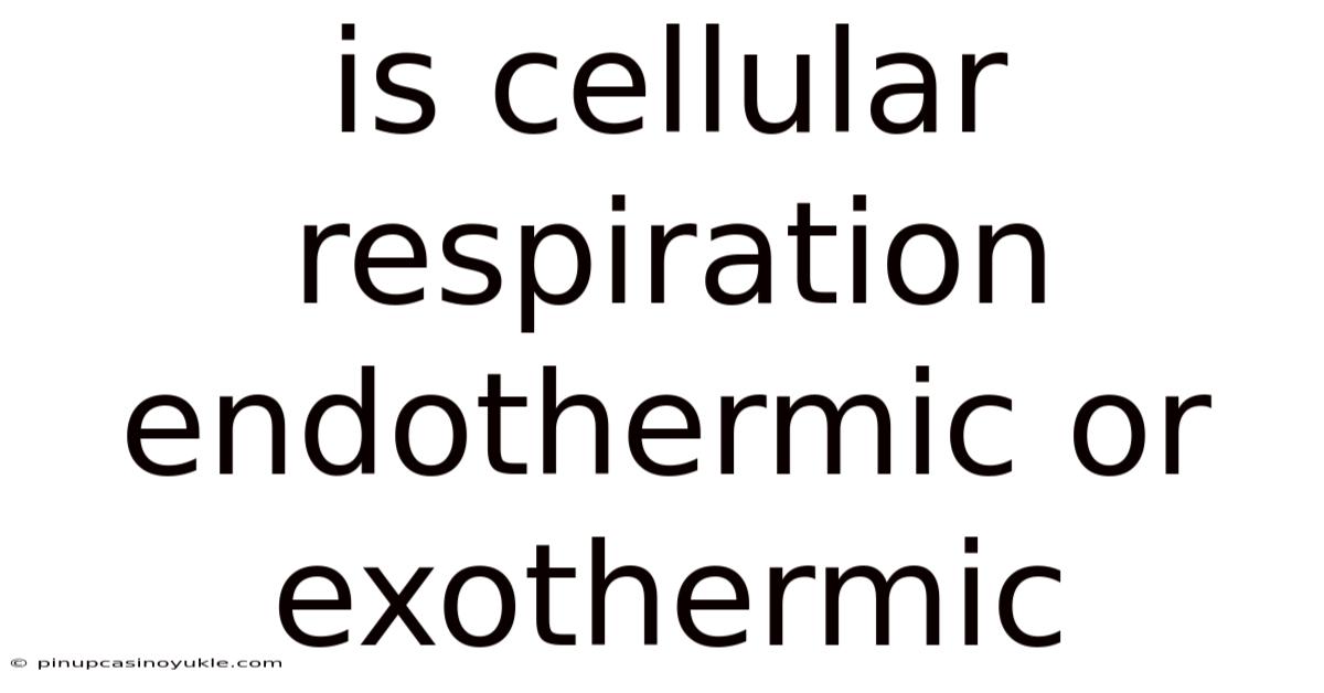 Is Cellular Respiration Endothermic Or Exothermic