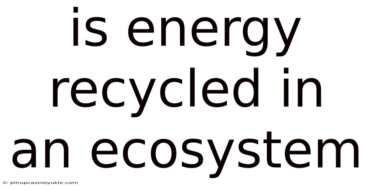 Is Energy Recycled In An Ecosystem