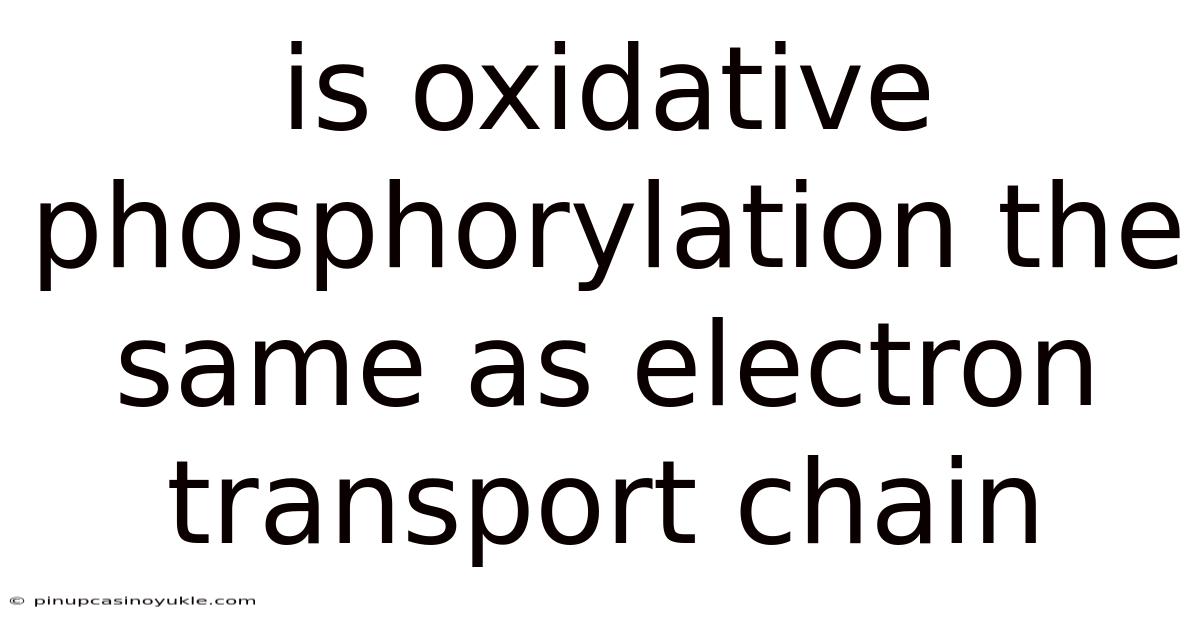 Is Oxidative Phosphorylation The Same As Electron Transport Chain