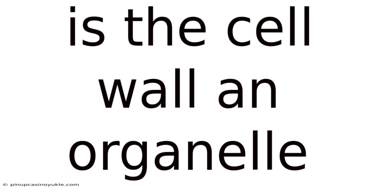 Is The Cell Wall An Organelle