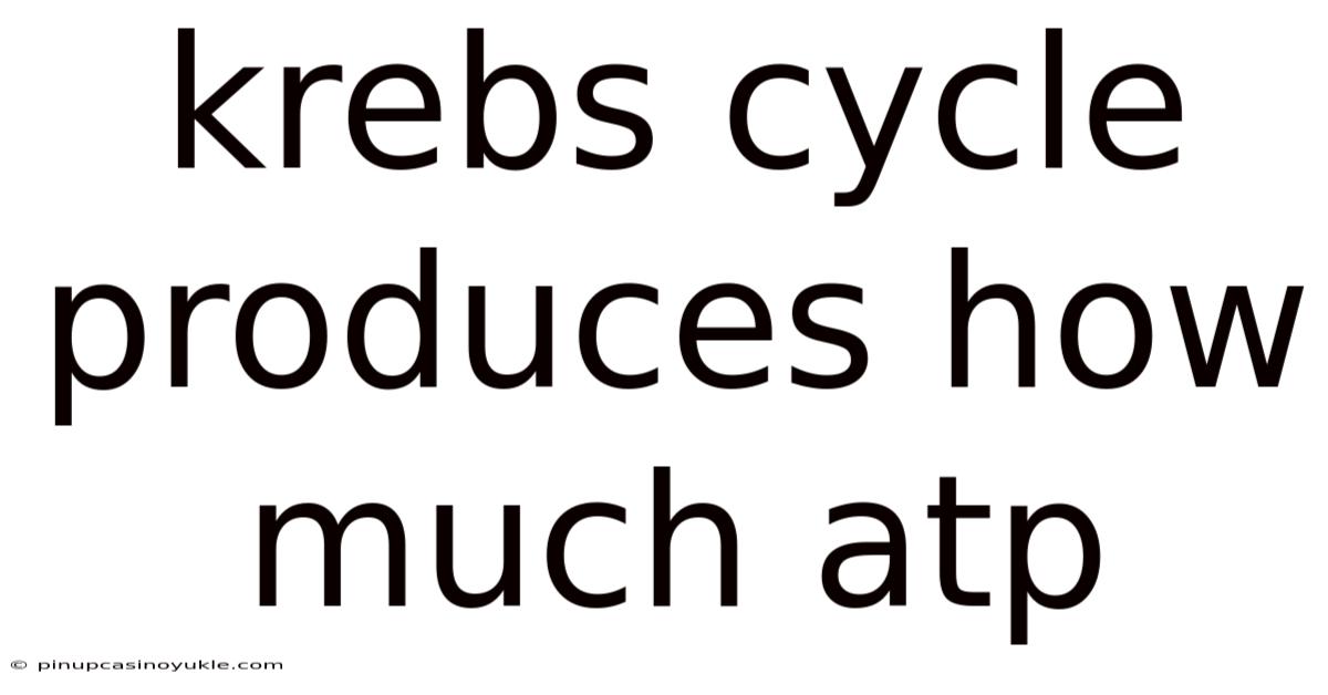 Krebs Cycle Produces How Much Atp
