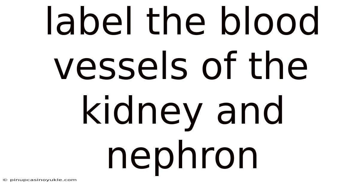 Label The Blood Vessels Of The Kidney And Nephron