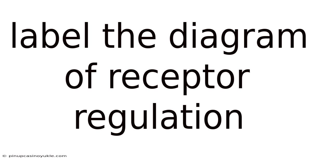 Label The Diagram Of Receptor Regulation