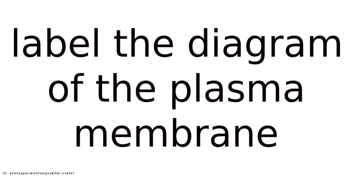 Label The Diagram Of The Plasma Membrane