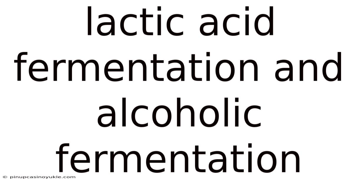 Lactic Acid Fermentation And Alcoholic Fermentation