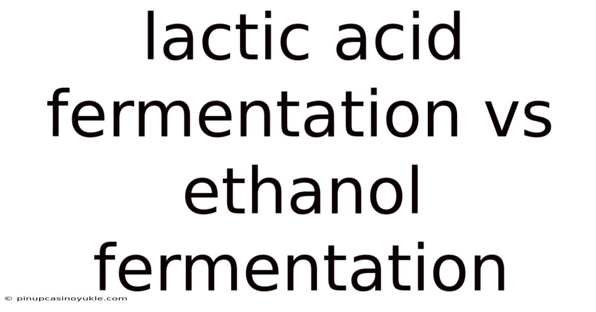 Lactic Acid Fermentation Vs Ethanol Fermentation