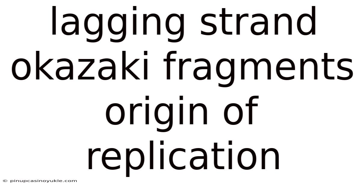 Lagging Strand Okazaki Fragments Origin Of Replication
