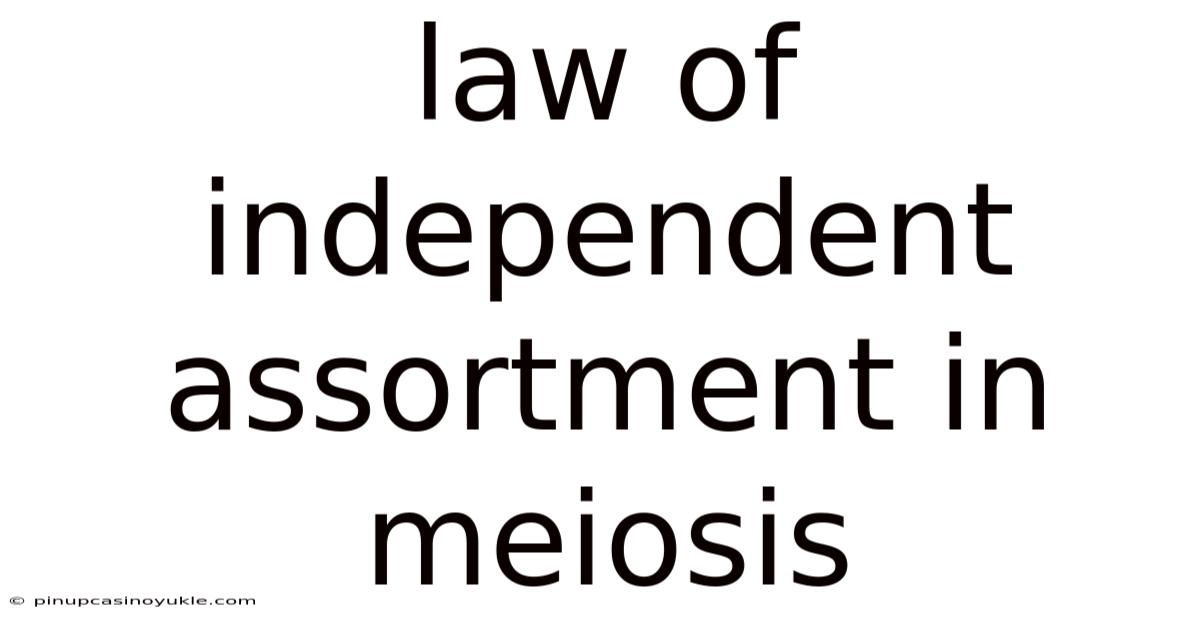 Law Of Independent Assortment In Meiosis