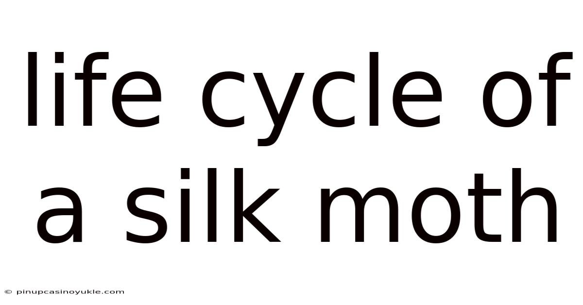 Life Cycle Of A Silk Moth
