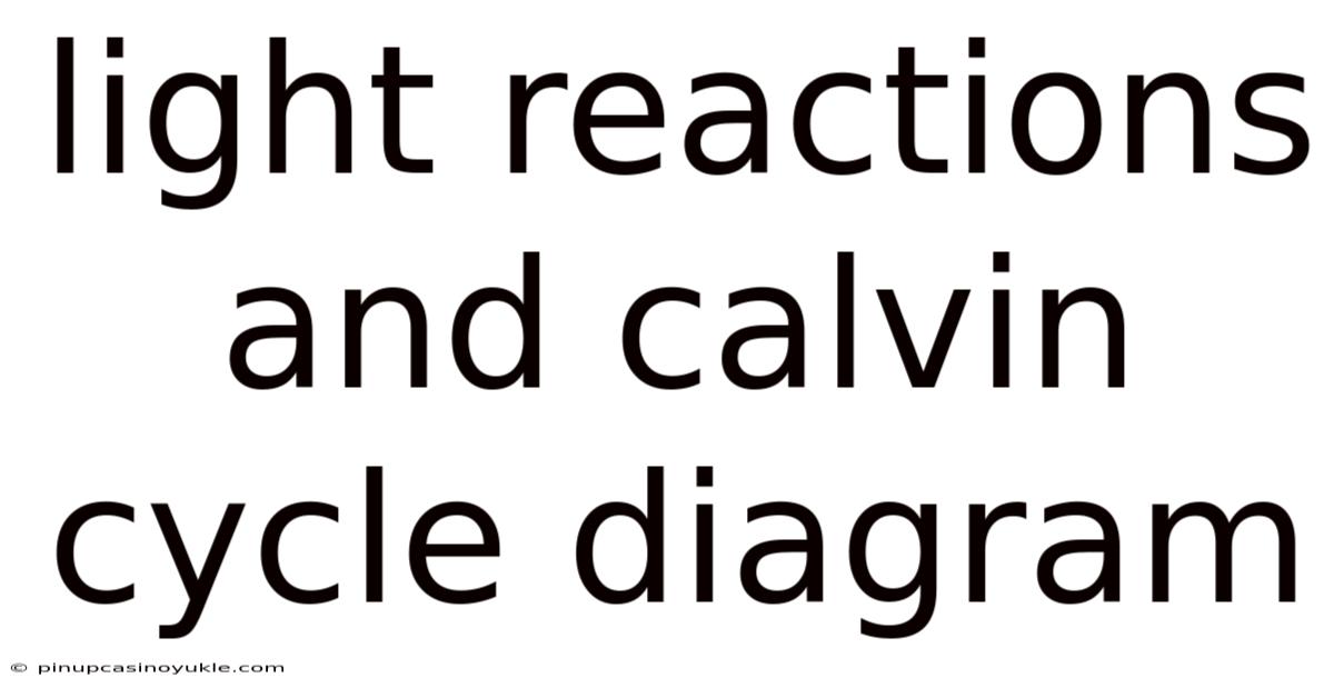 Light Reactions And Calvin Cycle Diagram