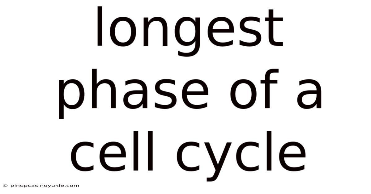 Longest Phase Of A Cell Cycle