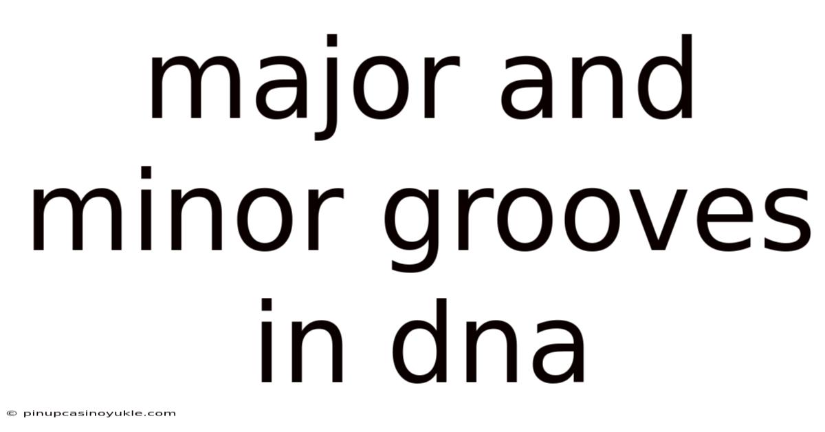 Major And Minor Grooves In Dna