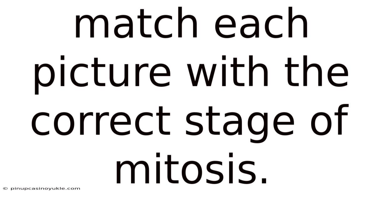 Match Each Picture With The Correct Stage Of Mitosis.