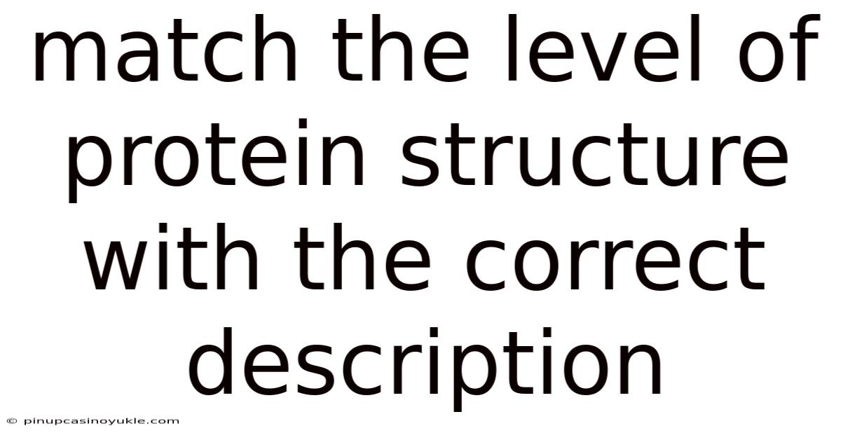 Match The Level Of Protein Structure With The Correct Description