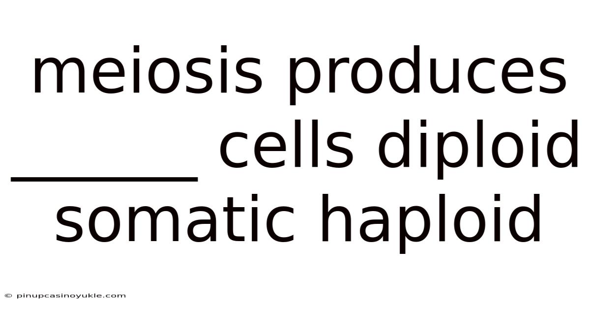 Meiosis Produces ______ Cells Diploid Somatic Haploid